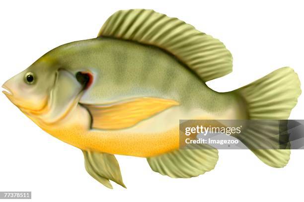sunfish - sunfish stock illustrations