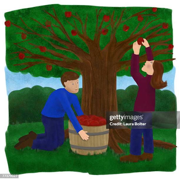 two people picking apples from the tree - apple orchard stock illustrations