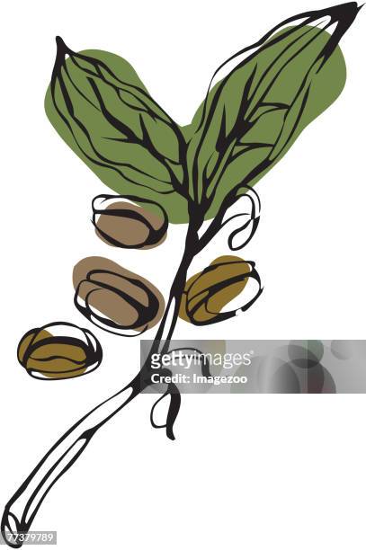 coffee beans on the vine - coffee plantation stock illustrations