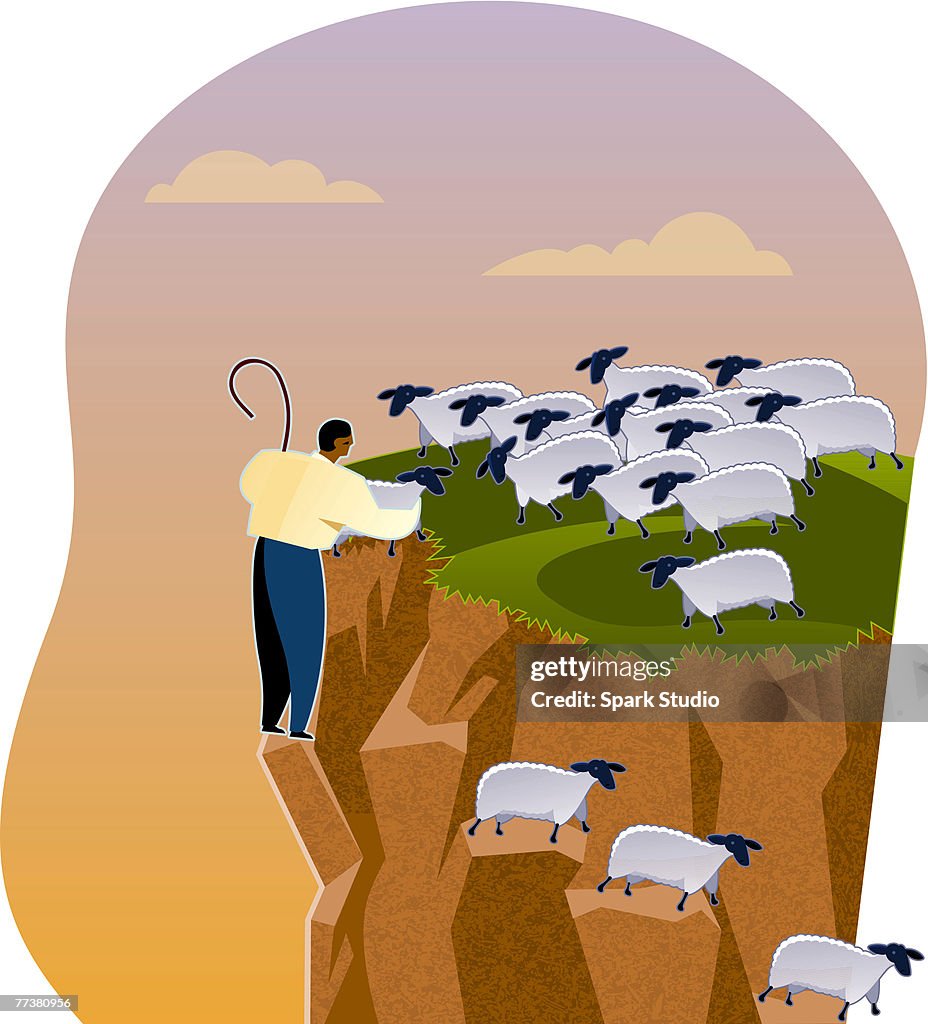 A shepherd helping sheep down a cliff