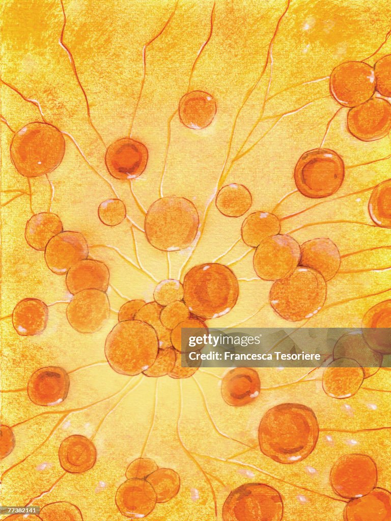 An illustration of cells