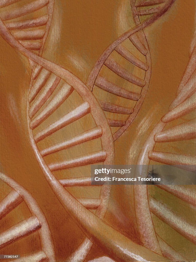 A graphic representation of DNA strands