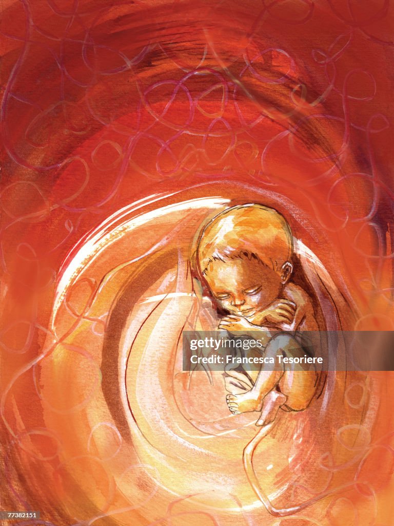 Baby in the womb, red background
