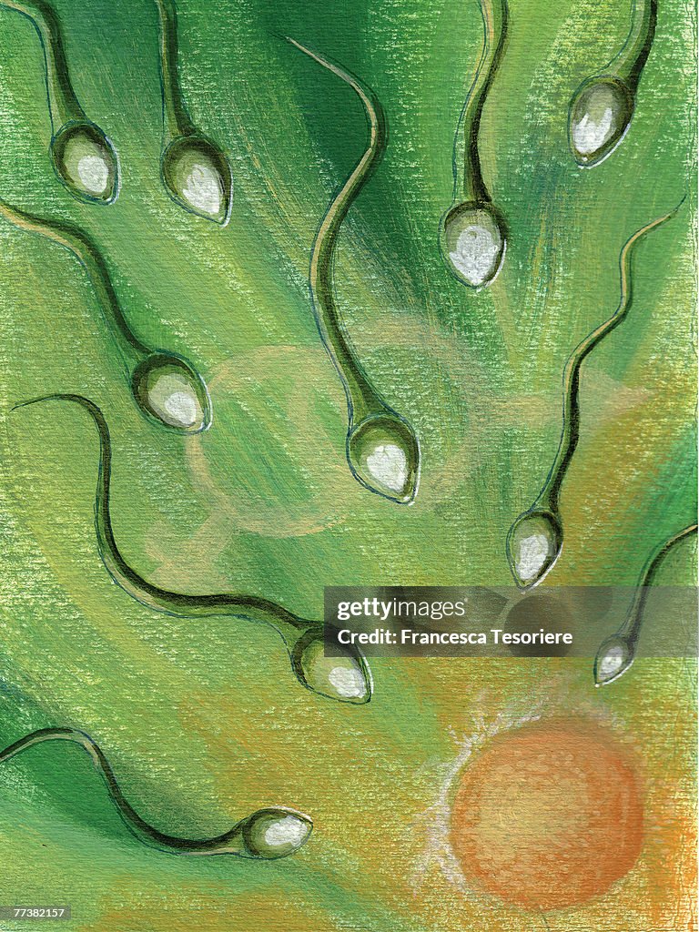 Sperm swimming towards egg