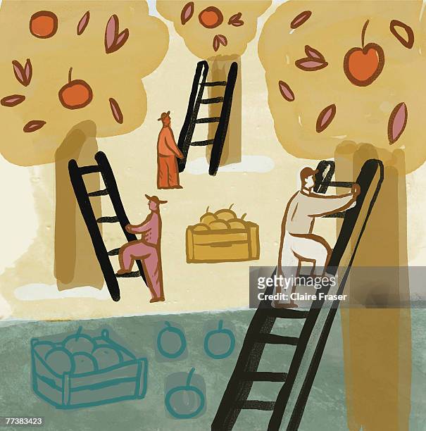 a drawing of people climbing ladders to harvest fruit - apple orchard stock illustrations