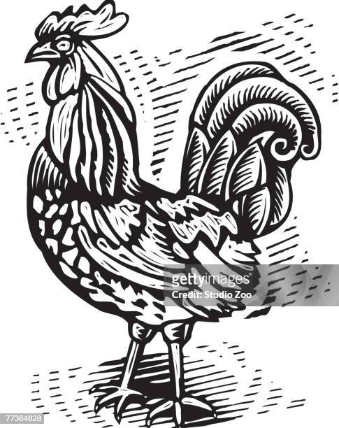 proud rooster, black and white - ____ stock illustrations