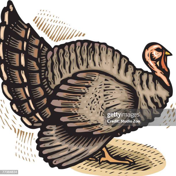 turkey - ____ stock illustrations