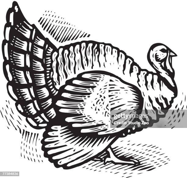 turkey, black and white - ____ stock illustrations