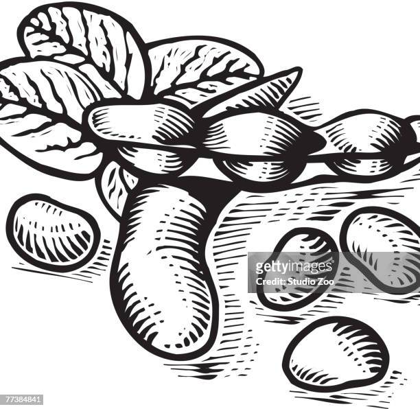 bunch of soy beans, black and white - ____ stock illustrations
