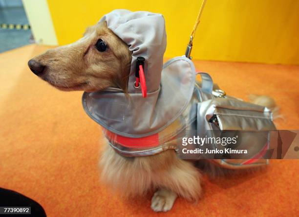 Dog models a rain coat and a rescue jacket, designed to be used in emergency situations, at a Security and Safety Trade Expo on October 18, 2007 in...