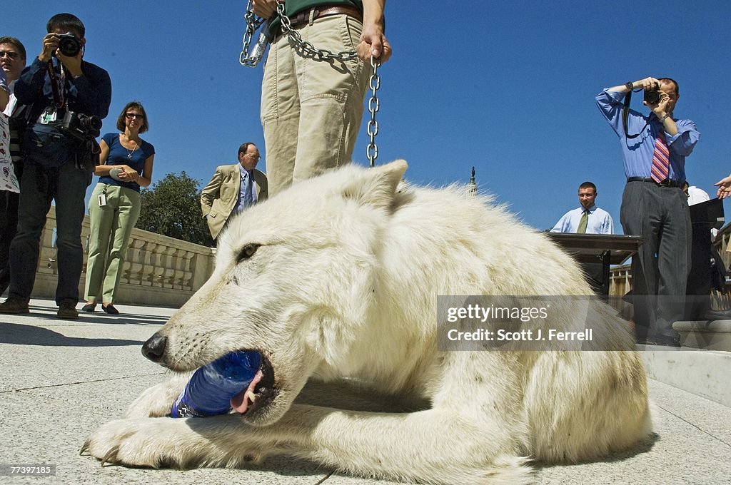 Miller, with Arctic Grey Wolf, Introduces PAW Act