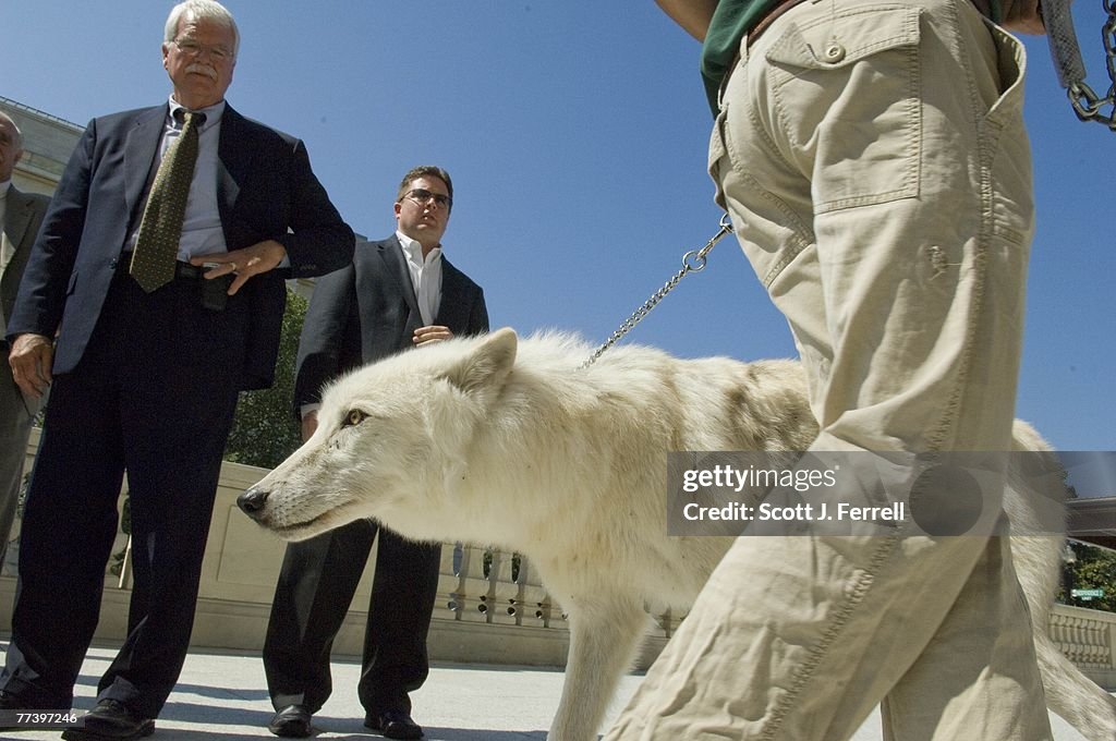 Miller, with Arctic Grey Wolf, Introduces PAW Act