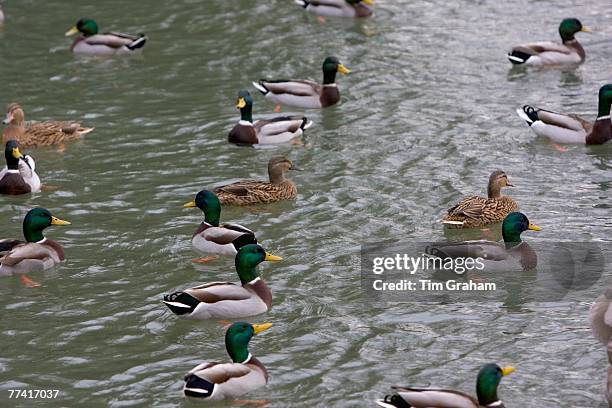 Male and female mallard ducks in River Windrush, Burford, The Cotswolds, United Kingdom