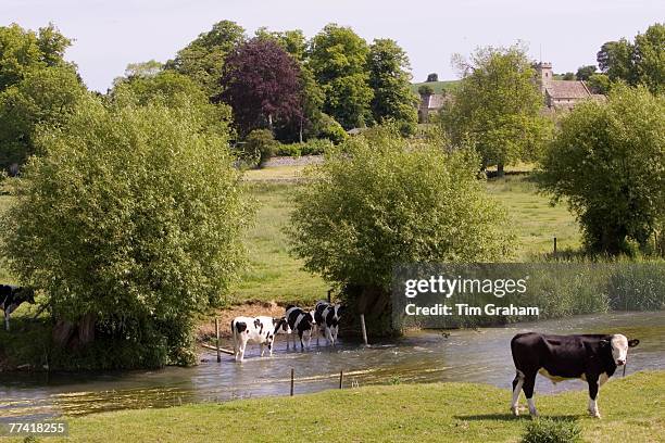 Friesian cows by River Windrush, Swinbrook, The Cotswolds, England, United Kingdom