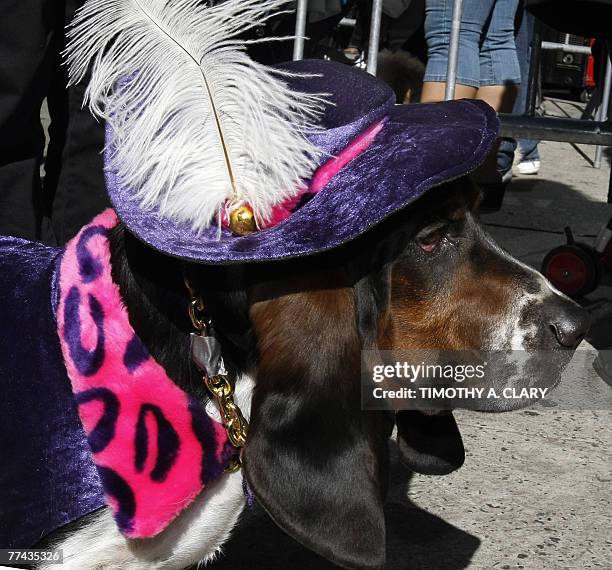 Bassett Hound dressed as a pimp waits for the start of the Times Square Dog Day Masquerade Contest in Times Square 21 October 2007. The event is to...