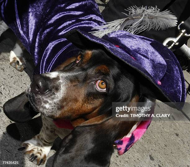 Bassett Hound dressed as a pimp waits for the start of the Times Square Dog Day Masquerade Contest in Times Square 21 October 2007. The event is to...