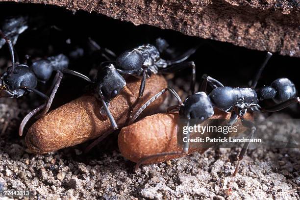 Platythyrea conradti workers in the nest taking care of their cocoons. They are primitive ants and their nymphs produce silk at the last stage to...