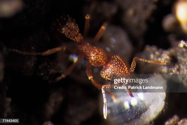 Pyramica maynei look after and protect their brood of larvae. Platythyrea conradti and Pyramica maynei are two distant ant subfamilies who live side...