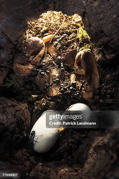 The interior of a Platythyrea conradati nest, where a snake has laid two eggs by the entrance, next to some old empty ones. Nest entrances are...