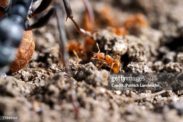 Size comparison between a Pyramica maynei ant and the leg of a Platythyrea conradti. Platythyrea conradti ants tolerate the tiny Pyramica maynei...