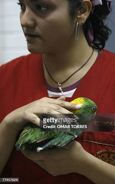 Alejandra Domniguez takes care of 65 years old Yellow Naped Parrot at the bird clinic of the National Autonomous University of Mexico , 22 October...