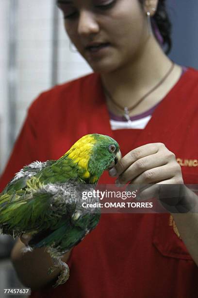 Lencho, a 65 years old Yellow Naped Parrot eats from the hand of Alejandra Dominguez at the bird clinic of the National Autonomous University of...