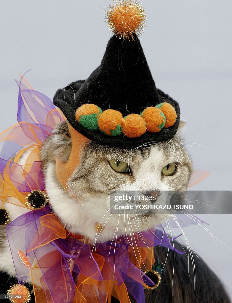 A cats wearing a costume looks on during