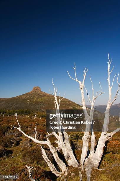 mount pelion east 1433m, from  mount ossa 1617m, tasmania's highest mountain on the overland track in cradle mountain lake st. clair national park, part of tasmanian wilderness, unesco world heritage site, tasmania, australia, pacific - tasmanian wilderness stock pictures, royalty-free photos & images