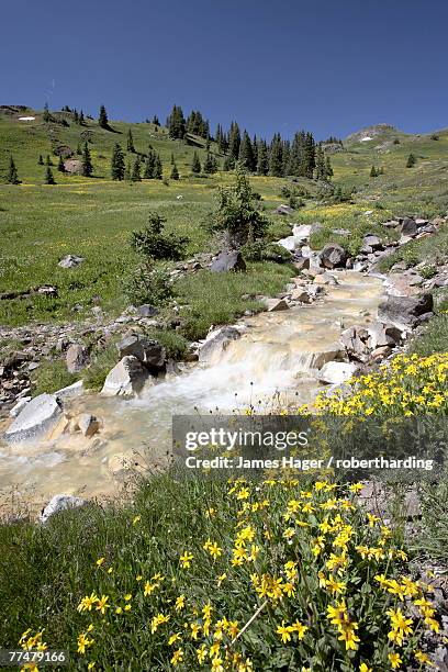 mountain stream through palmeto gulch with golden aster (chrysopsis villosa), gunnison national forest, colorado, united states of america, north america - golden aster stock pictures, royalty-free photos & images