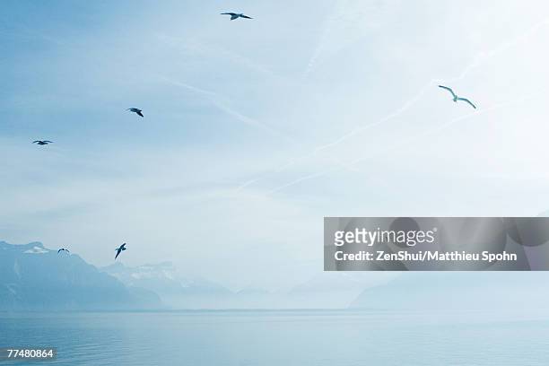 switzerland, gulls flying over lake geneva - kanton waadt stock-fotos und bilder