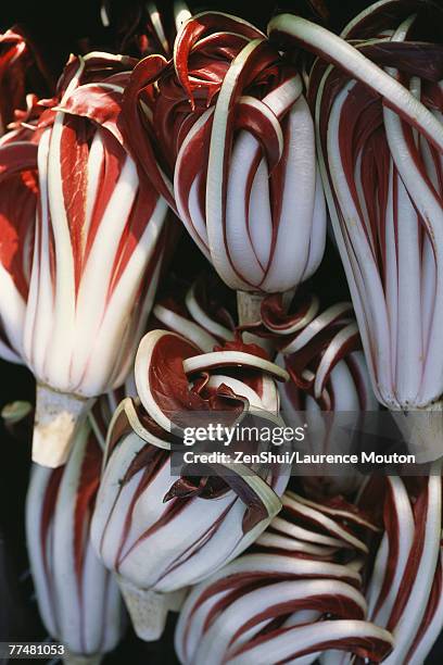 radicchio - radicchio foto e immagini stock