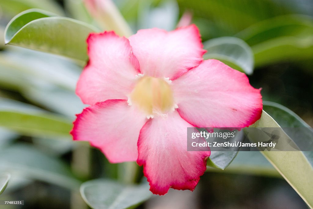 Mandevilla flower