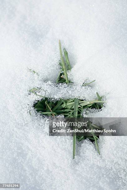 grass coming through crack in snow - snow on grass stock pictures, royalty-free photos & images