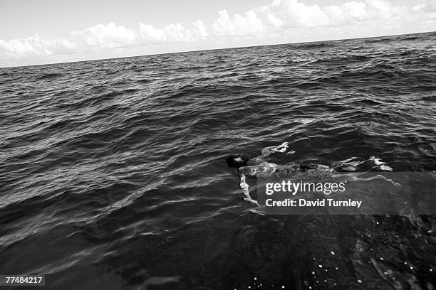 World famous big wave surfer Laird Hamilton looks for dolphins along the Nepali coastline in Hawaii.