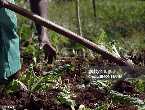2,440 Growing Spinach Stock Photos, High-Res Pictures, and Images