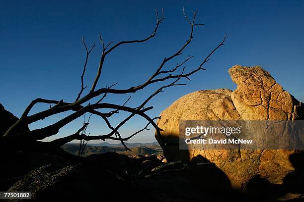 Rocky hills north of previously covered with thick chaparral brush are converted to charred branches in a blackened land after strong winds pushed...