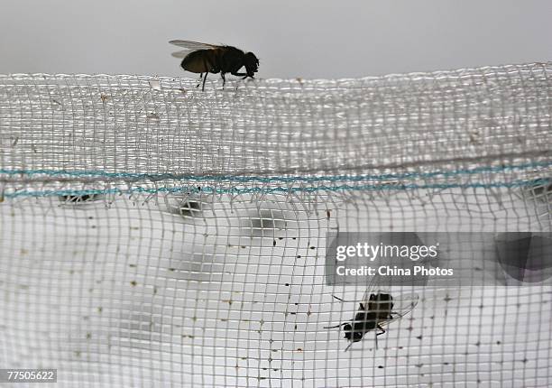 Houseflies cling to nets at a housefly farm on October 25, 2007 in Gaochun County of Jiangsu Province, China. The housefly may also be a source of...