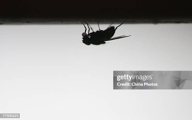 Housefly is seen at a housefly farm on October 25, 2007 in Gaochun County of Jiangsu Province, China. The housefly may also be a source of elements...
