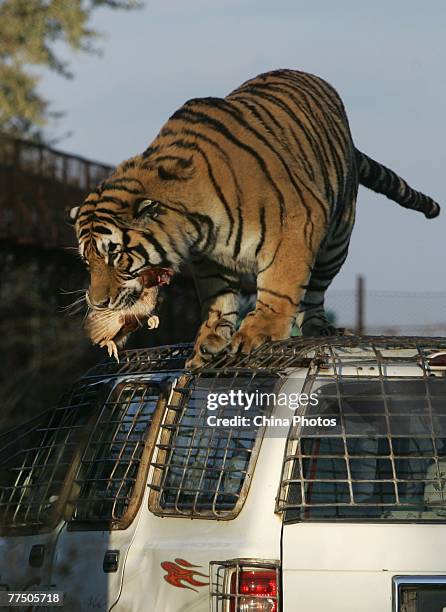 Siberian Tiger Center Photos and Premium High Res Pictures - Getty Images