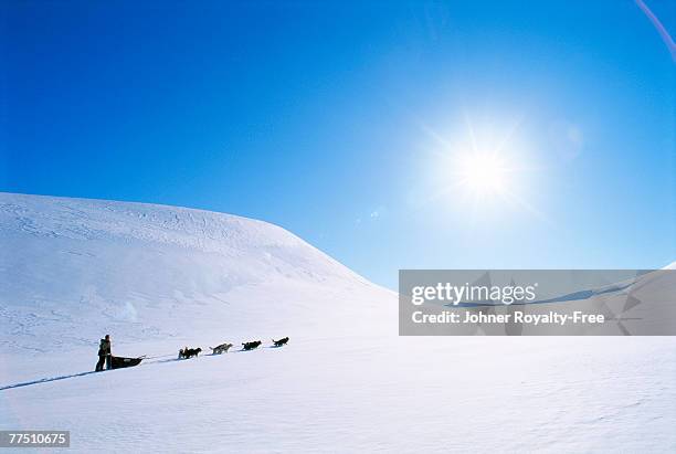 a dog sledge in the mountains. - chien de traineau photos et images de collection