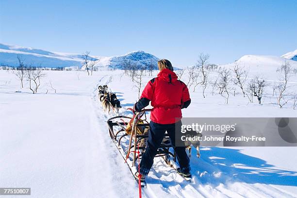 man behind a dog sledge saltoluokta lappland sweden. - dog sledding stock pictures, royalty-free photos & images