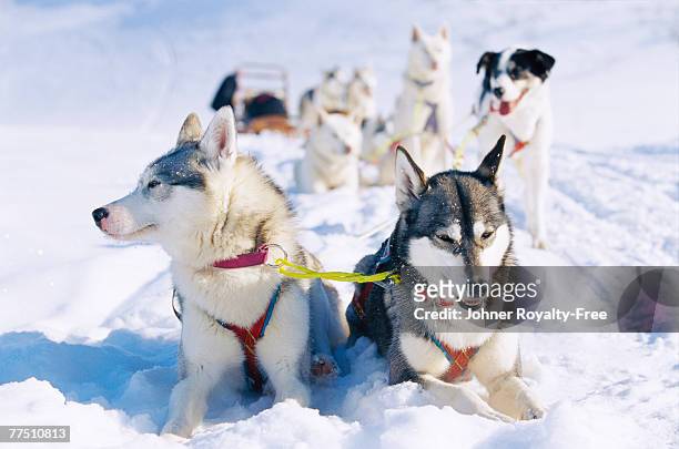 a dog team in the snow lappland sweden. - hondensleeën stockfoto's en -beelden