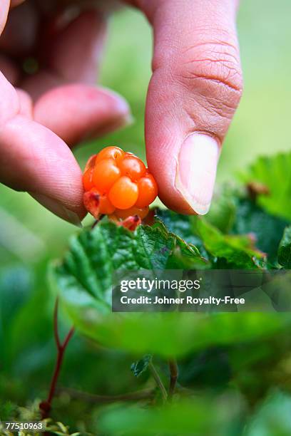 a hand picking cloud berry jamtland sweden close-up. - cloudberry stockfoto's en -beelden