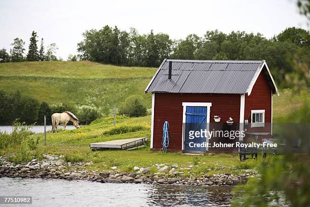 a red cottage a horse in a en closed pasture jamtland sweden. - beach cottage bildbanksfoton och bilder