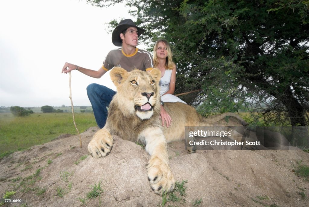 Couple Petting a Lion (Panthera Leo) Resting on an Anthill. Antelope Park, Gweru, Midlands Province, Zimbabwe, Southern Africa
