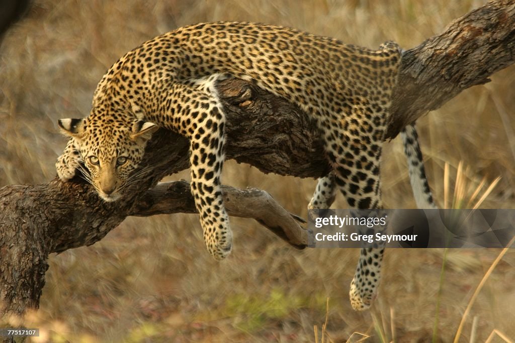 Young Leopard (Panthera pardus) Sprawled Over a Branch Resting. Kruger National Park, Limpopo Province, South Africa