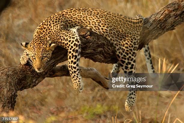 young leopard (panthera pardus) sprawled over a branch resting. kruger national park, limpopo province, south africa - verkeerde houding stockfoto's en -beelden