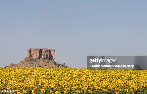 a field of sunflowers overlooked by a koppie (a small hill rising up from the african veld). free state province, south africa - freek van den bergh stock pictures, royalty-free photos & images