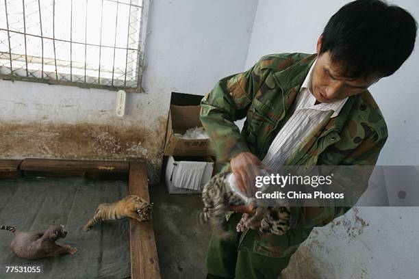 Siberian tiger cub receieves assistance from a worker to defecate at the Hengdaohezi Breeding Center for Felidae on October 26, 2007 in Harbin of...