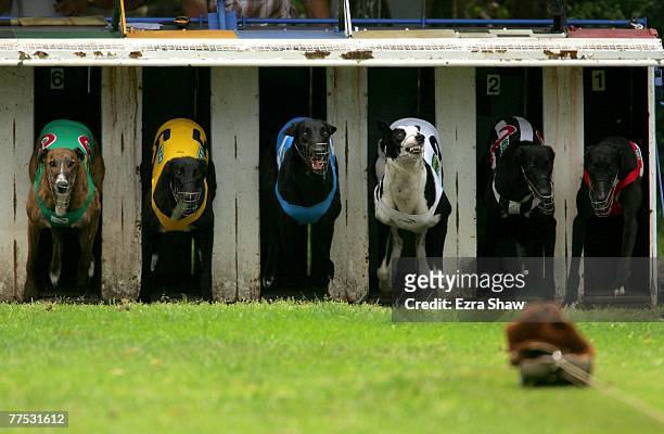 Greyhounds leaves the starting gate in the Appin 31st Anniversay Cup at the Appin Way race meeting on October 27, 2007 in Sydney, Australia.